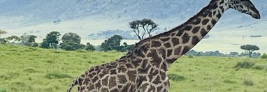 Souvenir du voyage de Nathalie, Kenya