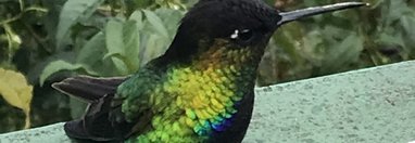Souvenir du voyage de Brigitte, Costa Rica