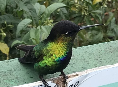 Souvenir du voyage de Brigitte, Costa Rica