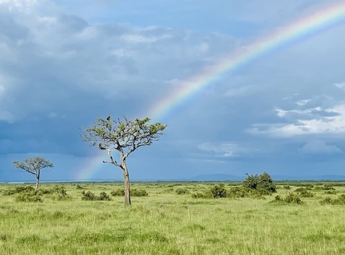 Souvenir du voyage de Nathalie, Kenya