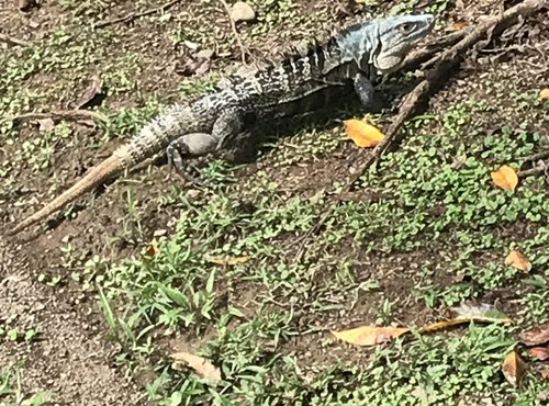 Souvenir du voyage de Brigitte, Costa Rica