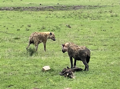 Souvenir du voyage de Nathalie, Kenya