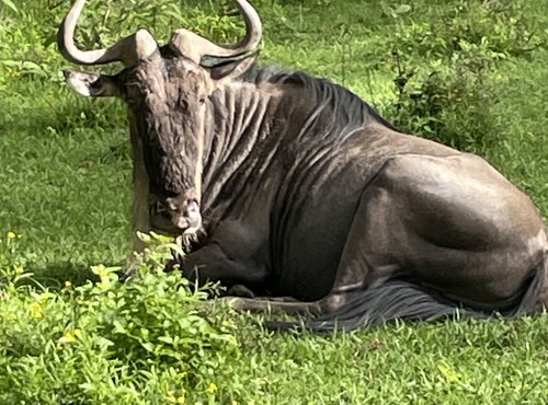 Souvenir du voyage de Nathalie, Kenya