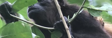 Souvenir du voyage de Brigitte, Costa Rica