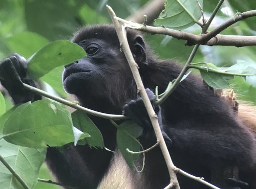 Souvenir du voyage de Brigitte, Costa Rica