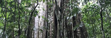 Souvenir du voyage de Brigitte, Costa Rica