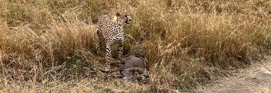 Souvenir du voyage de Vincent, Tanzanie