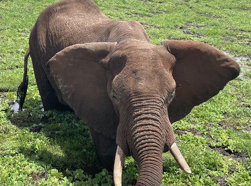 Souvenir du voyage de Nathalie, Kenya