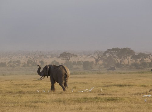Souvenir du voyage de Antonin, Kenya