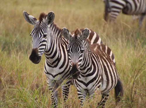 Souvenir du voyage de Pascale, Tanzanie