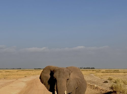 Souvenir du voyage de Corinne, Kenya