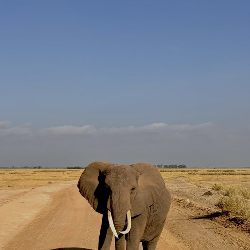 Souvenir du voyage de Corinne, Kenya