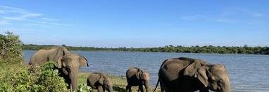 Souvenir du voyage de François, Sri Lanka