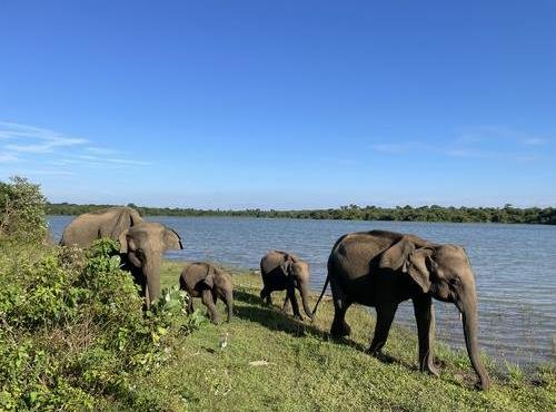 Souvenir du voyage de François, Sri Lanka