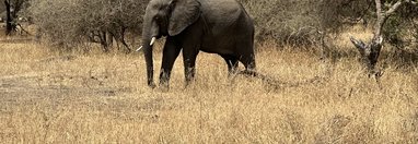 Souvenir du voyage de Jennifer, Tanzanie