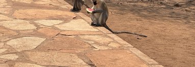 Souvenir du voyage de Jennifer, Tanzanie