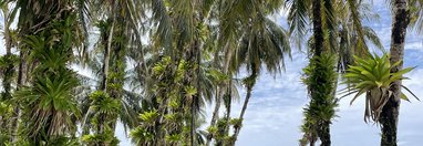 Souvenir du voyage de Mehdi Thomas, Panama
