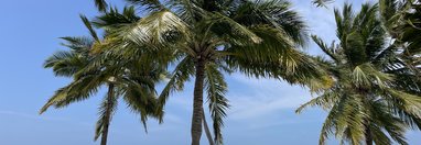 Souvenir du voyage de Valerie, Sri Lanka