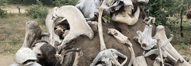 Souvenir du voyage de Sarah, Tanzanie