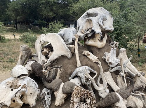 Souvenir du voyage de Sarah, Tanzanie