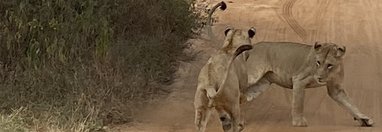 Souvenir du voyage de Sarah, Tanzanie