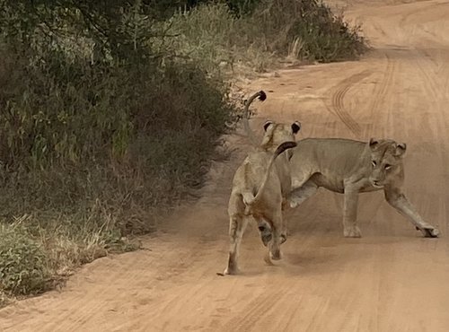 Souvenir du voyage de Sarah, Tanzanie