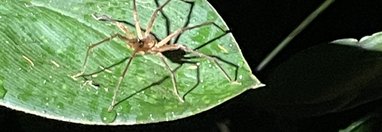 Souvenir du voyage de Pierre, Costa Rica