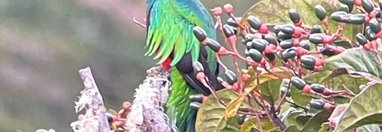 Souvenir du voyage de Pierre, Costa Rica