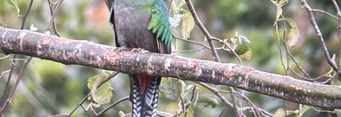 Souvenir du voyage de Pierre, Costa Rica