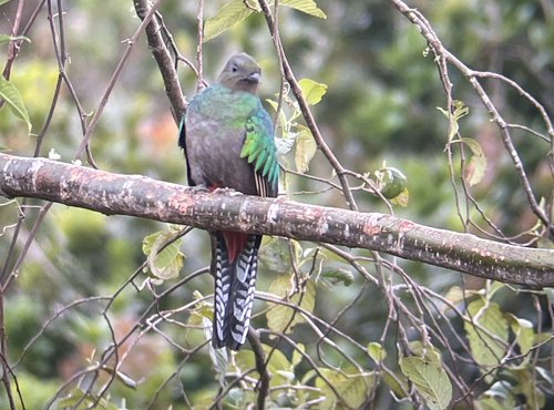 Souvenir du voyage de Pierre, Costa Rica
