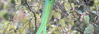 Souvenir du voyage de Pierre, Costa Rica
