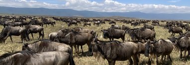 Souvenir du voyage de Sarah, Tanzanie