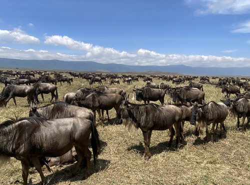 Souvenir du voyage de Sarah, Tanzanie