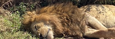 Souvenir du voyage de Sarah, Tanzanie