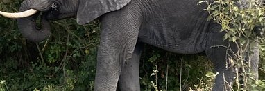 Souvenir du voyage de Sarah, Tanzanie