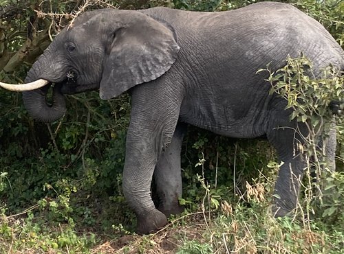 Souvenir du voyage de Sarah, Tanzanie