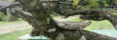 Souvenir du voyage de Pierre, Costa Rica