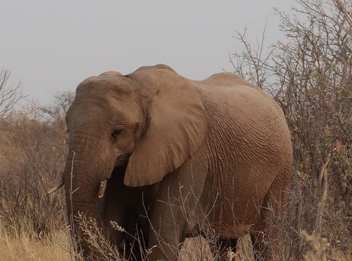 Souvenir du voyage de Fanny, Namibie