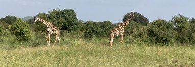 Souvenir du voyage de Christophe, Tanzanie