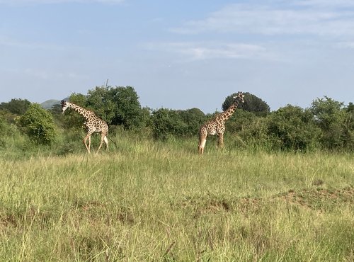 Souvenir du voyage de Christophe, Tanzanie