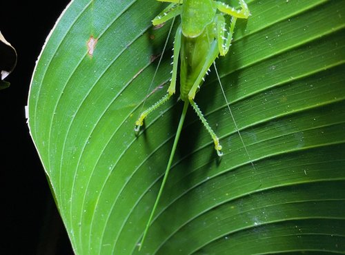 Souvenir du voyage de Pierre, Costa Rica