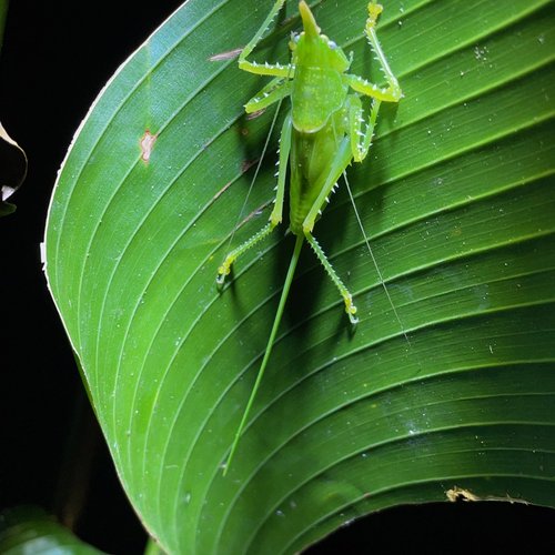 Souvenir du voyage de Pierre, Costa Rica
