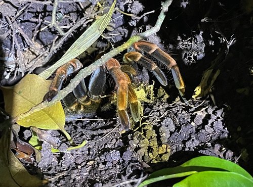 Souvenir du voyage de Pierre, Costa Rica
