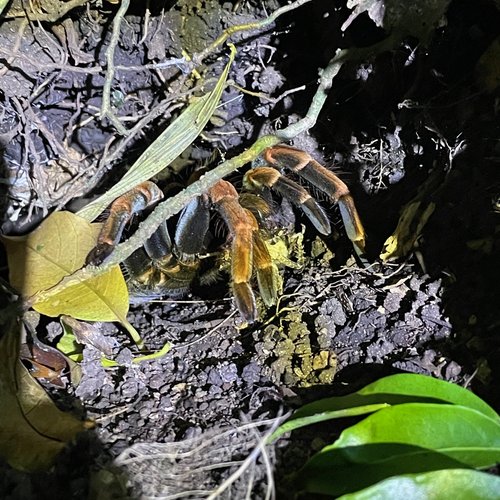 Souvenir du voyage de Pierre, Costa Rica