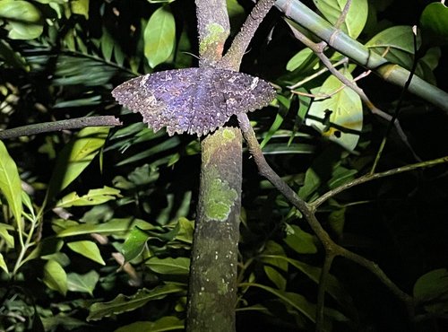 Souvenir du voyage de Pierre, Costa Rica