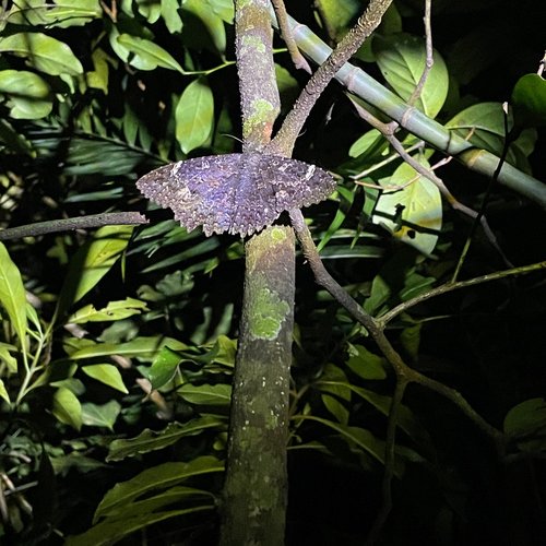 Souvenir du voyage de Pierre, Costa Rica