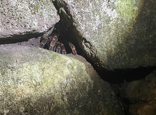 Souvenir du voyage de Pierre, Costa Rica