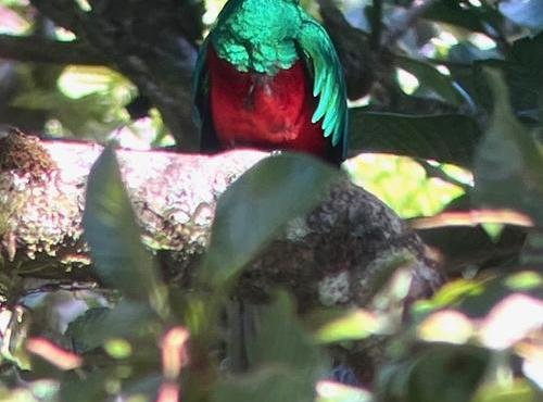 Souvenir du voyage de Pierre, Costa Rica