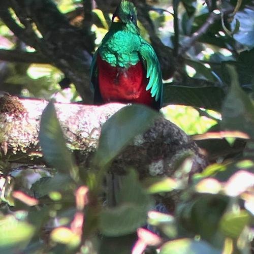 Souvenir du voyage de Pierre, Costa Rica