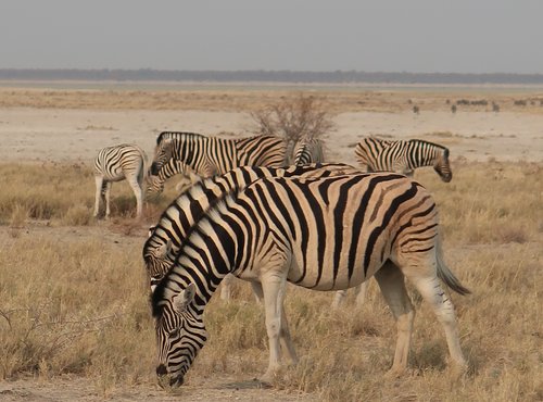 Souvenir du voyage de Fanny, Namibie